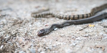 Serpiente Muerta - Significado Y Simbolismo De Los Sueños 24