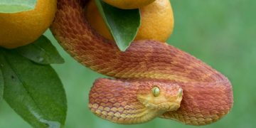 Serpiente Roja - Significado Y Simbolismo De Los Sueños 5