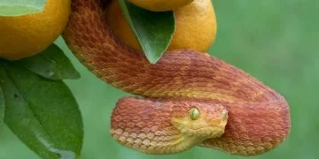 Serpiente Roja - Significado Y Simbolismo De Los Sueños 52