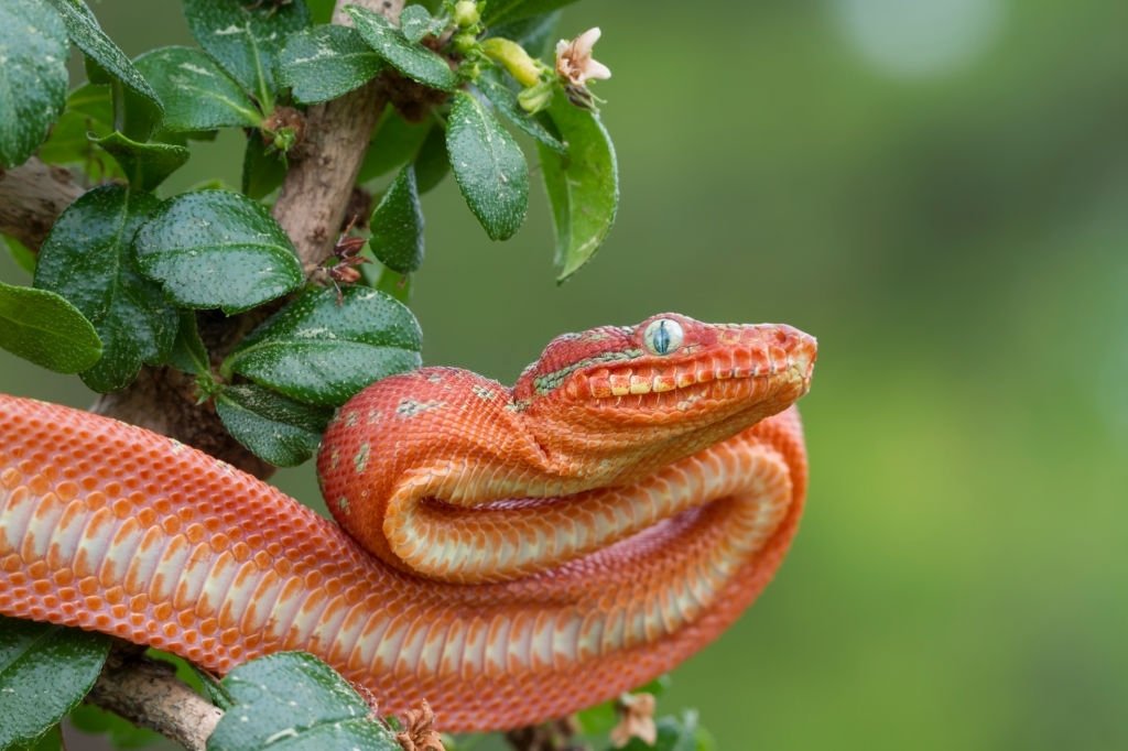 Serpiente Roja - Significado Y Simbolismo De Los Sueños 2